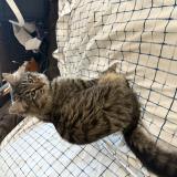 Foto de gato encontrado en Wasilla