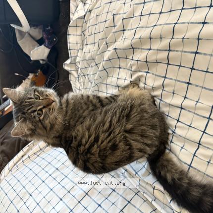 Foto 1/1 Gato encontrado Encontrado en Wasilla