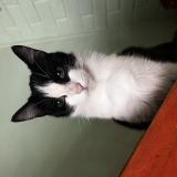 Foto del gato perdido en Labranza