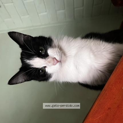 Foto 1/1 Pazita Chat perdido en Labranza