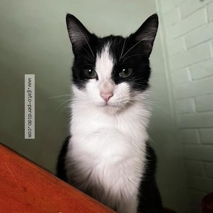 Foto 1/1 Pazita Gato perdido en Labranza