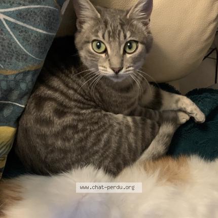 Foto 1/1 Mizou Chat perdido en Montesquieu volvestre