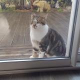 Foto de gato encontrado en Epargnes