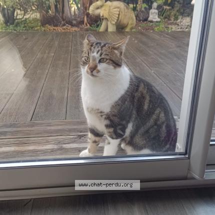 Foto 1/1 Gato encontrado Encontrado en Epargnes