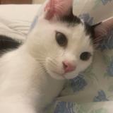 Foto del gato perdido en Bremen