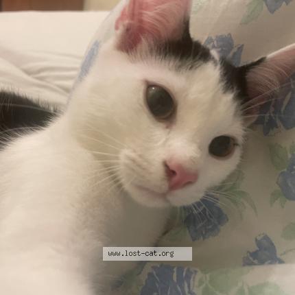 Foto 1/1 Coco Chat perdido en Bremen