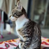 Foto del gato perdido en Aix Les Bains