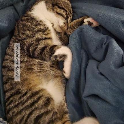 Foto 2/2 Noisette Chat perdido en Aix les bains