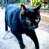 Foto del gato perdido en Montreal