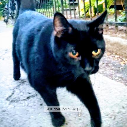 Foto 1/1 Roby Chat perdido en Montreal