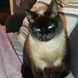 Foto del gato perdido en Guethary