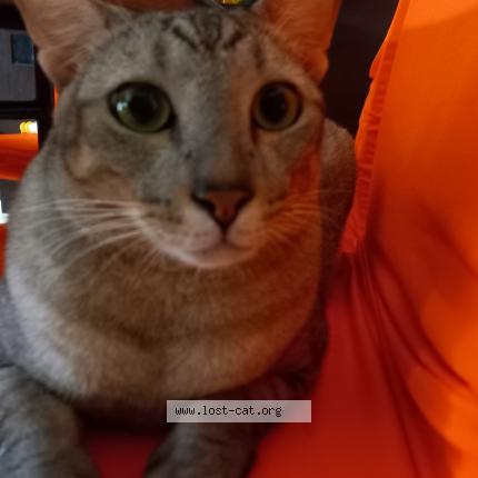 Foto 1/1 Tiger Chat perdido en Singapore