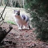 Foto de gato encontrado en Pollionnay