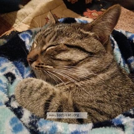 Foto 1/1 Fin Chat perdido en Chico