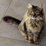 Foto del gato perdido en Saint Geours De Maremne