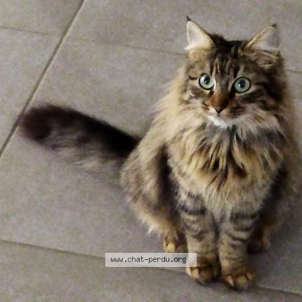 Foto 1/1 Xena Chat perdido en Saint geours de maremne