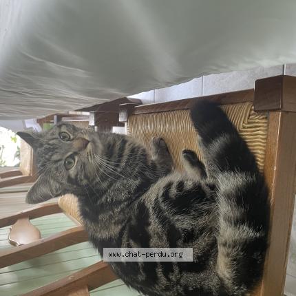 Foto 1/1 Gato encontrado Encontrado en Le mans