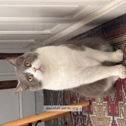 Foto 1/1 Oli Chat perdido en Saint junien