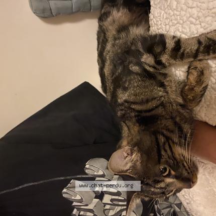 Foto 1/1 Gato encontrado Encontrado en Vitry sur seine