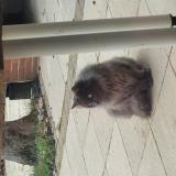 Foto de gato encontrado en L Union