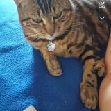 Foto del gato perdido en Eguzon Chantome