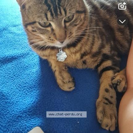 Foto 1/1 Blaise Chat perdido en Eguzon chantome