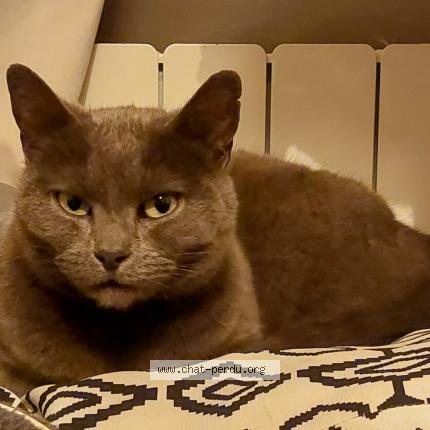 Foto 1/1 Minou Chat perdido en Rosendael