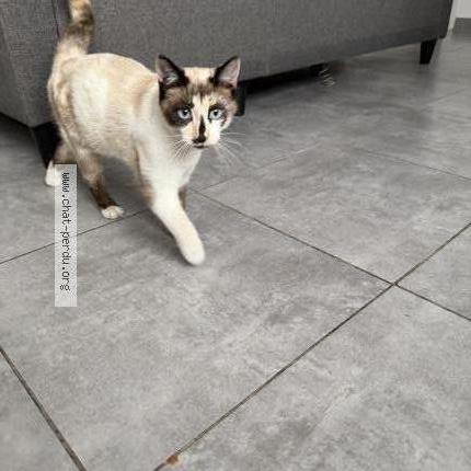 Foto 1/1 Bleue Chat perdido en Decines charpieu