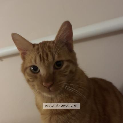 Foto 1/4 Loki Chat perdido en Auvers sur oise