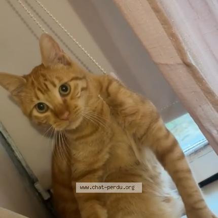 Foto 2/4 Loki Chat perdido en Auvers sur oise