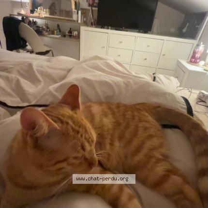 Foto 3/4 Loki Chat perdido en Auvers sur oise