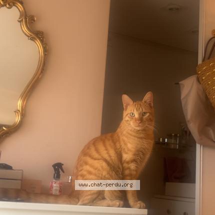 Foto 4/4 Loki Chat perdido en Auvers sur oise