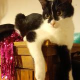 Foto del gato perdido en Congenies