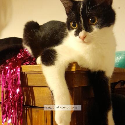 Foto 1/1 Coxy Chat perdido en Congenies