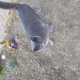 Foto del gato perdido en Mezieres Sur Ponthouin