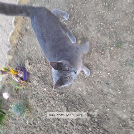 Foto 1/1 Bibiche Chat perdido en Mezieres sur ponthouin