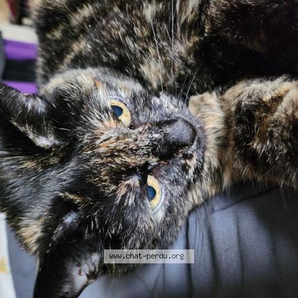 Foto 1/1 Pouf Chat perdido en Sint lambrechts woluwe