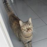 Foto del gato perdido en Gallargues Le Montueux