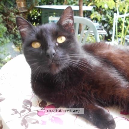 Foto 1/1 Cajou Chat perdido en Nogaro