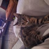 Foto de gato encontrado en Chateletelinea