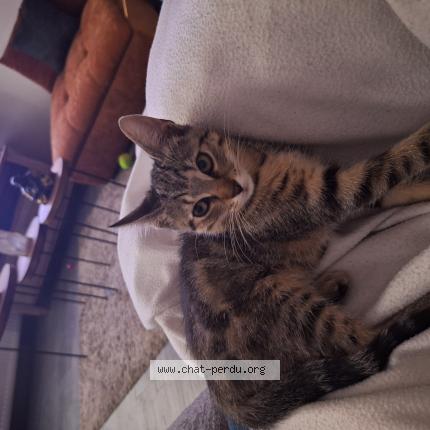 Foto 1/1 Gato encontrado Encontrado en Chateletelinea