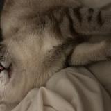 Foto del gato perdido en Courcouronnes