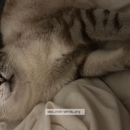 Foto 1/1 Gargu Chat perdido en Courcouronnes