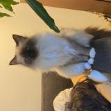 Foto del gato perdido en Carnac Plage