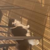 Foto del gato perdido en Le Puy