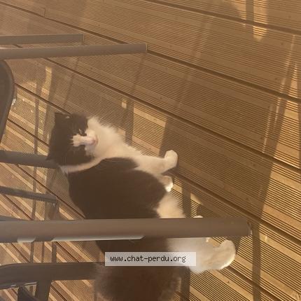 Foto 1/1 Nougat Chat perdido en Le puy