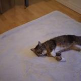 Foto del gato perdido en Parentis En Born