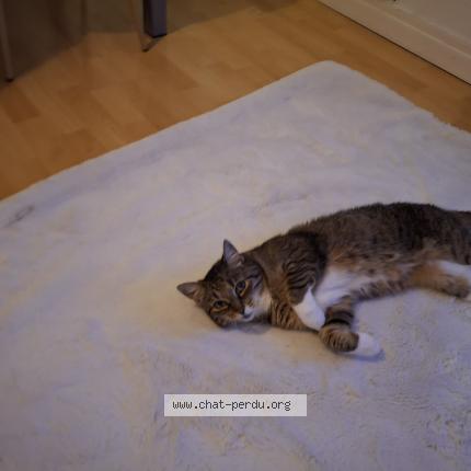 Foto 1/1 Gandja Chat perdido en Parentis en born