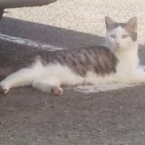Foto del gato perdido en Nivillac