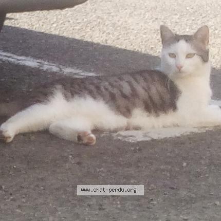 Foto 1/2 Fripouille Chat perdido en Nivillac